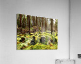 Scottish Highlands Summer Pine Woodland Acrylic Print