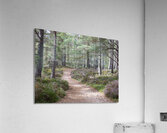 Scottish Highlands Pine and Heather Acrylic Print