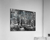 The Trail is Black and White Acrylic Print