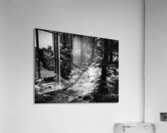 Black and White Ferns with Pines   Acrylic Print