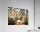 The Trail in the Scottish Highlands Acrylic Print