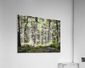 Heather and Pines Acrylic Print