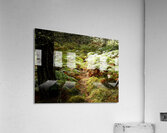 Ferns and Pine Acrylic Print
