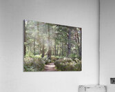The Trail is Colourful Acrylic Print