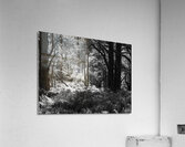 Pine Sunlight and Shadows Acrylic Print