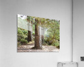 Scottish Highlands Pines Acrylic Print