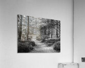 Black and White Forest Walk through the Scottish Highlands Acrylic Print