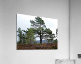 Natures Pine in the Scottish Highlands  Acrylic Print