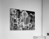 Wild Things in the Scottish Highlands Acrylic Print