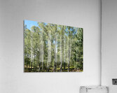 Summer Birch in the Scottish Highlands Acrylic Print
