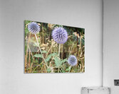 Scotlands Wild Heart Acrylic Print