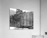 Monochrome Solitary Pine Acrylic Print