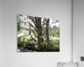 Green Pine Forest Dream Acrylic Print