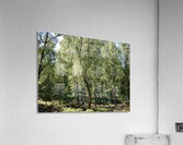 Scottish Highlands Summer Birch Forest  Acrylic Print