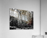 Scottish Highlands Black and White Forest Acrylic Print