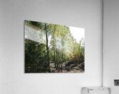 Scottish Highlands Birch Woods  Acrylic Print
