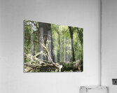 Scottish Highlands Mixed Forest with Lichen Acrylic Print