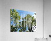 Scottish Highlands Summer Birch Tree Sky Acrylic Print