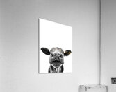 Cute Cow Acrylic Print