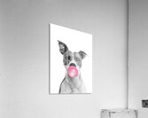 Funny Dog Acrylic Print