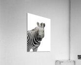 Funny Zebra Acrylic Print