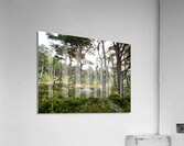 Scottish Highlands Mystical Pine Woodland  Acrylic Print