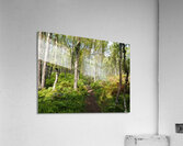 Scottish Highlands Ferns Trail                                                                                                                  Acrylic Print