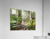 Scottish Highlands Birch Path                                                                                                                      Acrylic Print