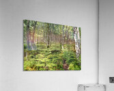 Scottish Highlands Ferns Path                                                                                                                      Acrylic Print