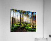 Sunlight Through the Pine Trees  Acrylic Print