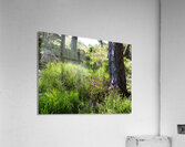 Scottish Highlands Peaceful Vibes                                                                                                                      Acrylic Print