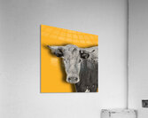 Farm Cow Original Abstract Photography on Dark Yellow Background Acrylic Print