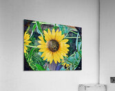 BEEtiful RezN888 Holt Acrylic Print