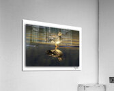 The Golden Gadwall  Acrylic Print