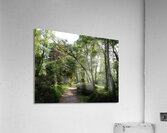  May Birch Forest Trail in the Scottish Highlands                                                                                                                     Acrylic Print