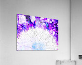 Abstract Surreal Dandelion Acrylic Print