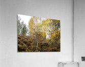 Autumn Birch Tree Glory Acrylic Print