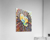 Lively Lion.Maggie Z Acrylic Print