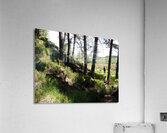  A Hill Top View in the Scottish Highlands                                                                                                                     Acrylic Print