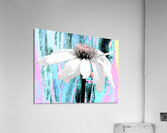 Vibrant Abstract Cone Flower Acrylic Print