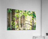 Barred Owl – Calm in the Canopy Acrylic Print