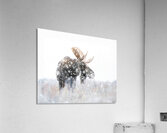 pictoretest Acrylic Print