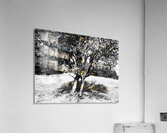 Scottish Highlands Monochrome Rowan Trees                                                                                                                      Acrylic Print