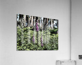 Woodland Foxgloves and Ferns                                                                                                                      Acrylic Print