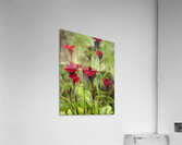  Natures Ruby Kiss in the Scottish Highlands                                                                                                                     Acrylic Print