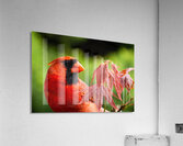 Northern Cardinal Among Maple Leaves Acrylic Print
