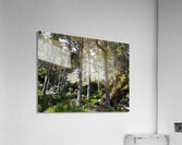  Rocky Forest Landscape in the Scottish Highlands                                                                                                                     Acrylic Print