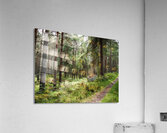  Pine and Spruce Forest Path through the Scottish Highlands                                                                                                                      Acrylic Print