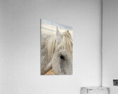 IMG 4801 Acrylic Print