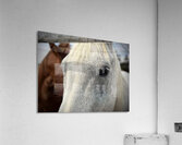 IMG 4816 Acrylic Print